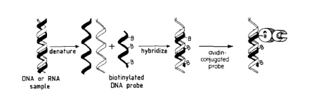 生物素与基因探针