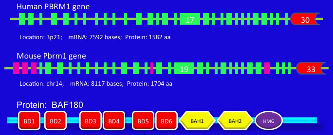 pbrm1